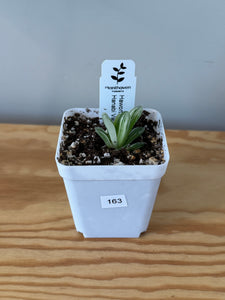 163. Haworthia Hanabi Variegated