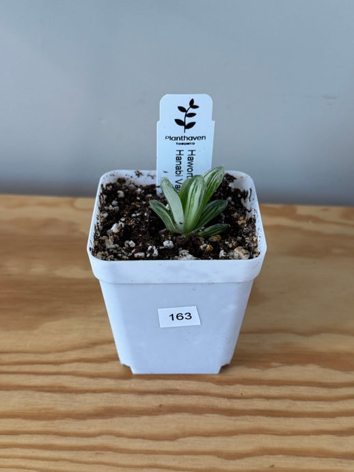 163. Haworthia Hanabi Variegated