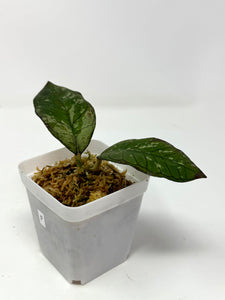 Hoya Gunung Gading Silver Ghost F