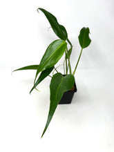 Load image into Gallery viewer, Philodendron Burle Marx Flame B