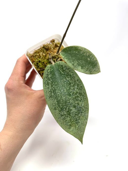 Hoya Glabra Silver G