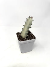 Load image into Gallery viewer, Euphorbia Lactea ‘White Ghost’ (small size) (Ships within Canada only)