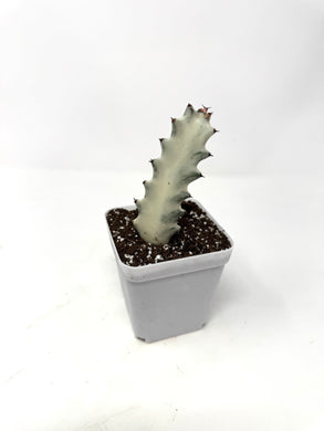 Euphorbia Lactea ‘White Ghost’ (small size) (Ships within Canada only)