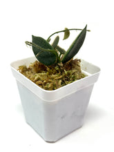 Load image into Gallery viewer, Hoya Thomsonii