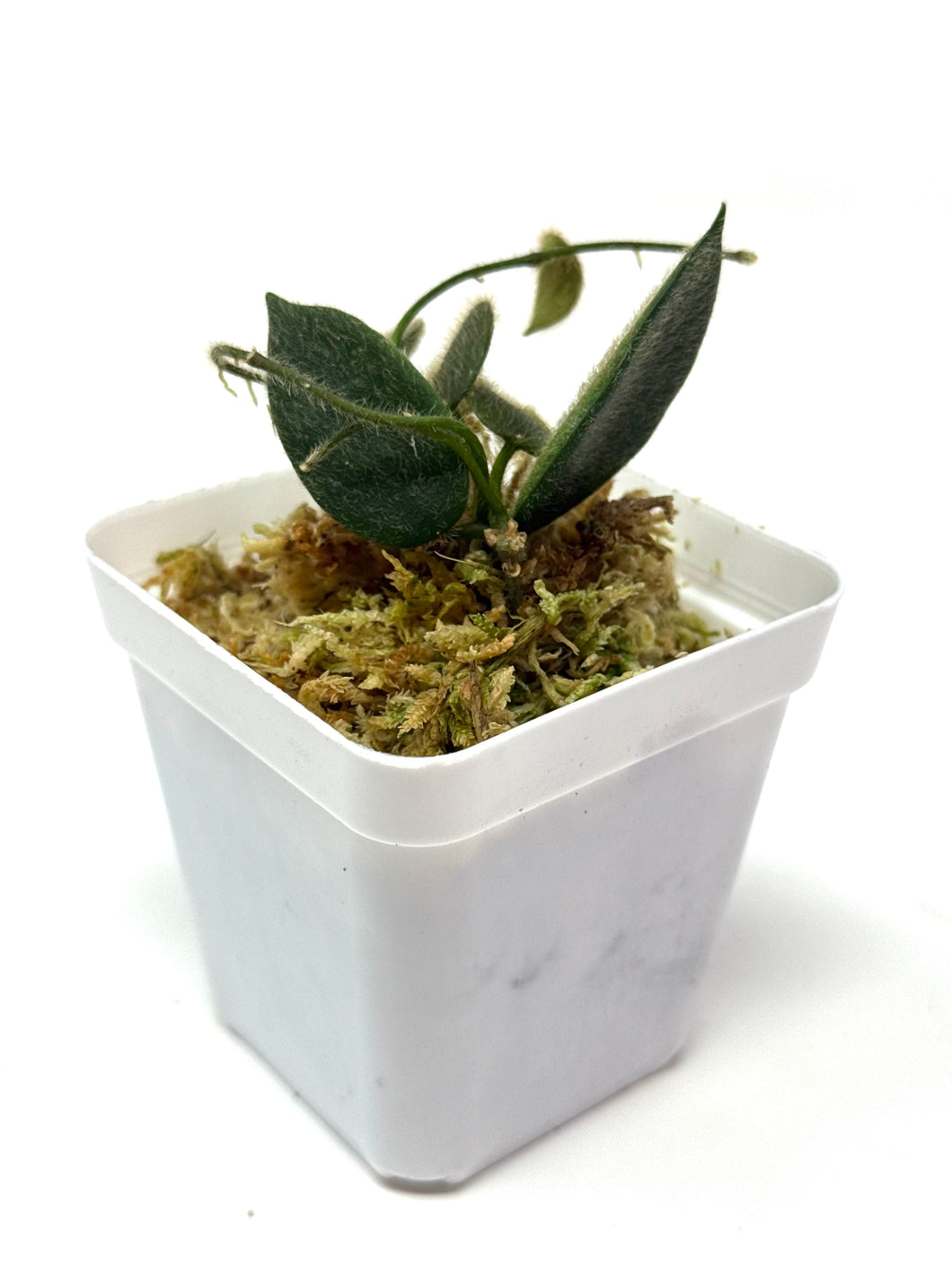 セールホヤ トムソニーホワイトHoya thomsonii white 中苗 Hoya Thomsonii – Planthaven Toronto