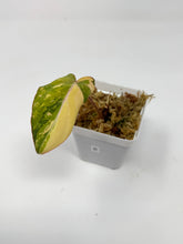 Load image into Gallery viewer, Philodendron Gloriosum Variegated B