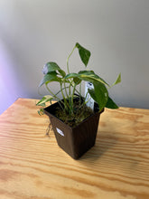 Load image into Gallery viewer, 28. Epipremnum Albo Variegated