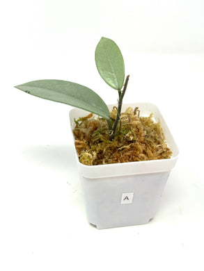 Hoya Wilbur Graves Silver A
