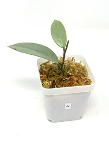 Hoya Wilbur Graves Silver A