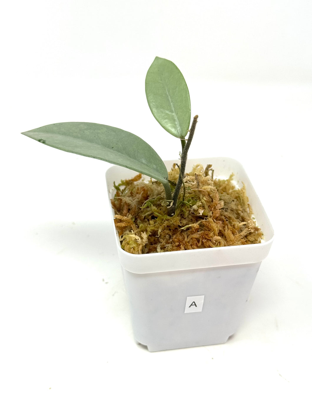 Hoya Wilbur Graves Silver A