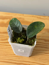 Load image into Gallery viewer, 181. Hoya Carnosa Nova Ghost