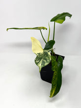 Load image into Gallery viewer, Philodendron Bipennifolium Violin Variegated D