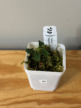 Load image into Gallery viewer, 46. Hoya Manipurensis Variegated
