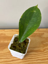 Load image into Gallery viewer, 105. Hoya Lambii