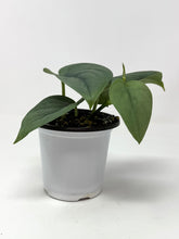 Load image into Gallery viewer, Scindapsus Pictus &#39;Platinum&#39;
