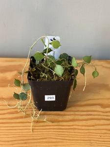 293. Hoya Curtisii