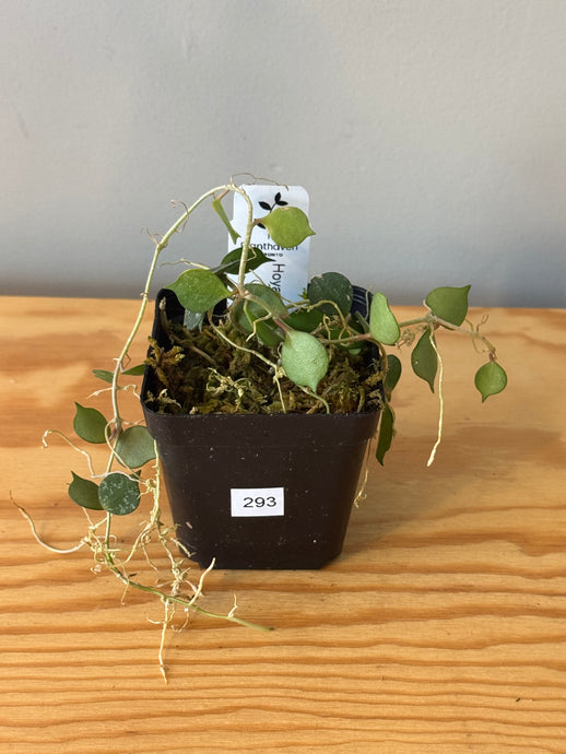 293. Hoya Curtisii