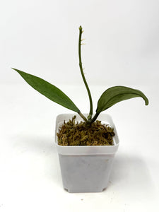 Hoya Germany Silver E