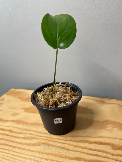 204. Monstera Esqueleto