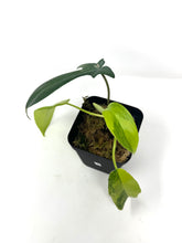 Load image into Gallery viewer, Philodendron Florida Beauty B