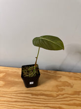 Load image into Gallery viewer, 92. Philodendron Glorious
