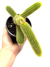 Load image into Gallery viewer, Cleistocactus Winteri (Golden Rat Tail Cactus) - Ships within Canada only