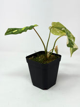 Load image into Gallery viewer, Philodendron Gloriosum Variegated E