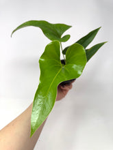 Load image into Gallery viewer, Anthurium Corong x Villenaorum