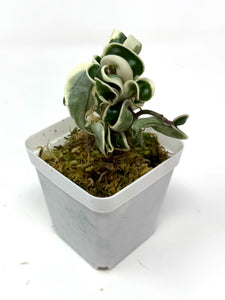Hoya Carnosa Compacta Albo Variegated