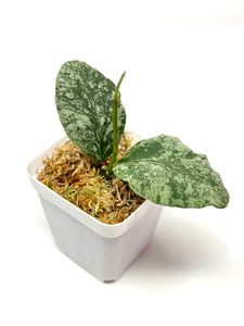 Hoya Waymaniae ‘Cloudy Sky’