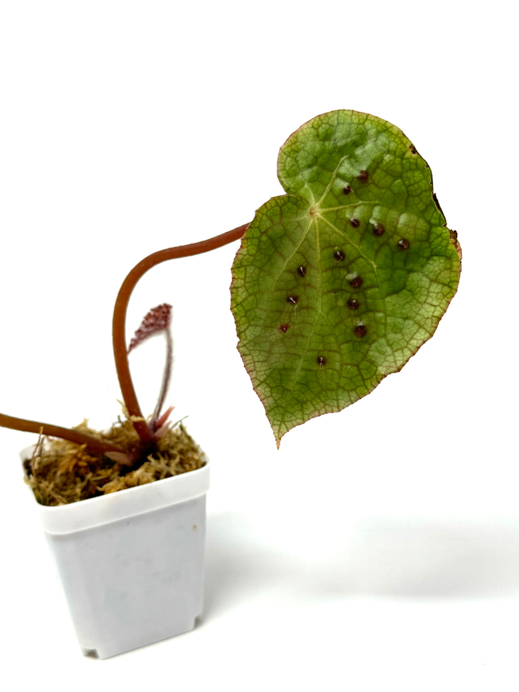 Begonia Ferox