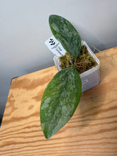 Load image into Gallery viewer, 175. Hoya Coriacea Silver