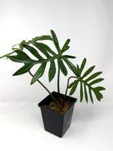 Load image into Gallery viewer, Philodendron Mayoi
