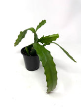 Load image into Gallery viewer, Epiphyllum Oxypetalum “Queen of the Night”