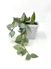 Load image into Gallery viewer, Hoya Lacunosa Super Silver