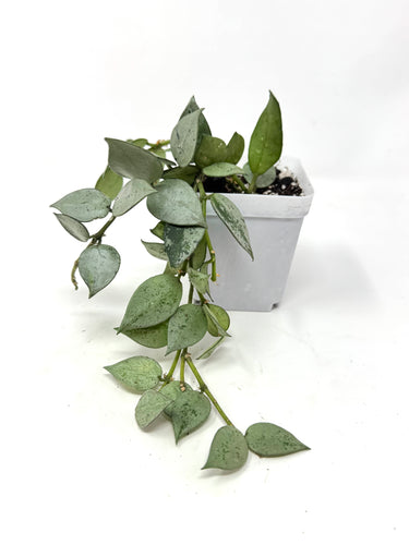 Hoya Lacunosa Super Silver