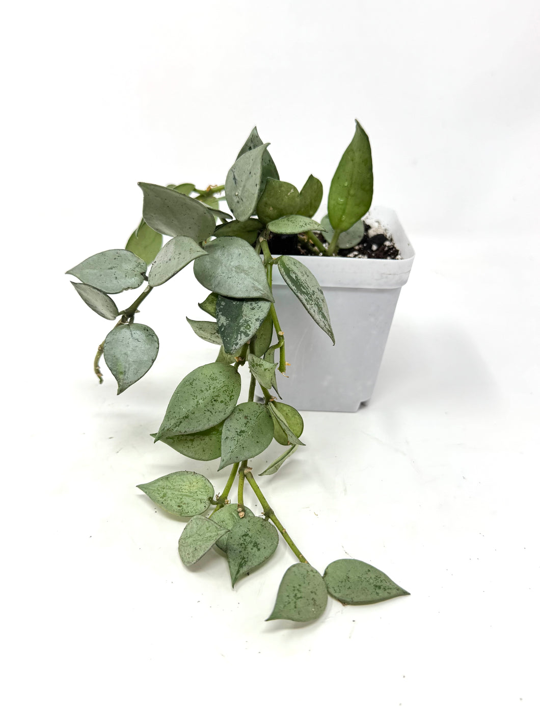 Hoya Lacunosa Super Silver