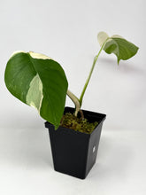 Load image into Gallery viewer, Monstera Deliciosa Albo Variegated A