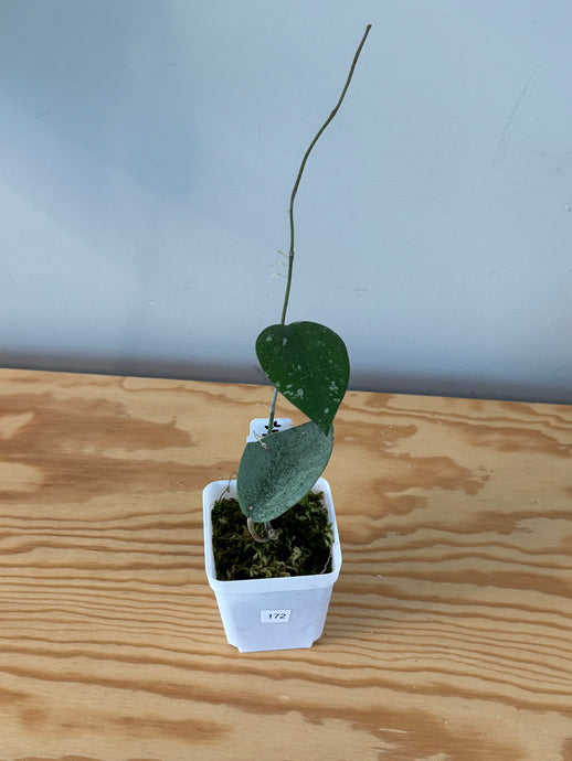 172. Hoya Glabra Silver