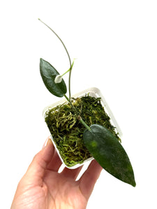 Hoya Stenaokei