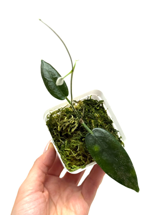 Hoya Stenaokei
