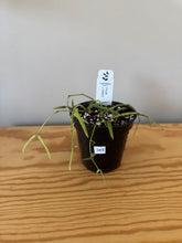 Load image into Gallery viewer, 343. Hoya Linearis