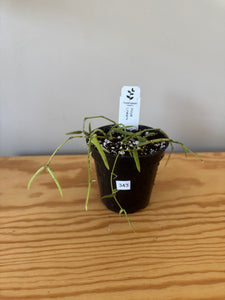 343. Hoya Linearis
