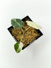 Load image into Gallery viewer, Alocasia Black Velvet Variegated D