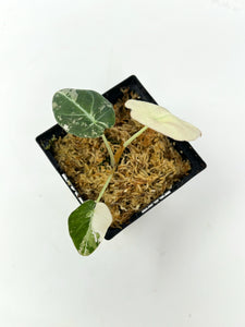 Alocasia Black Velvet Variegated D