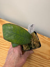 Load image into Gallery viewer, 11. Hoya Gunung Gading