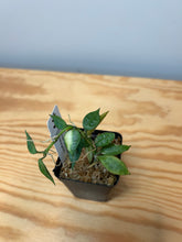 Load image into Gallery viewer, 115. Hoya Lacunosa Variegated
