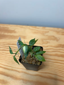 115. Hoya Lacunosa Variegated