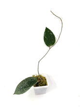Load image into Gallery viewer, Hoya Glabra Silver F