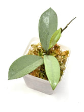 Load image into Gallery viewer, Hoya Wilbur Graves Silver B